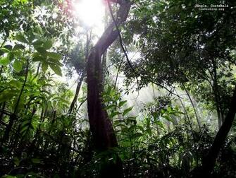 Desktop Wallpaper Jungle Guatemala