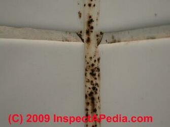 Mold On Vinyl Windows In Wall Cavities Wallpaper