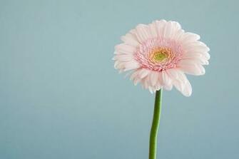 Flower Wallpaper HD Hq