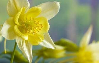 Sony Ericsson Themes Flowers Wallpaper