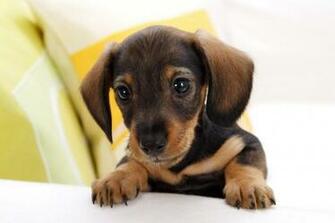 To Image Of The Cutest Puppies And Dogs In World Next Image