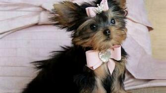 HD Wallpaper Yorkie Puppies X Kb Jpeg