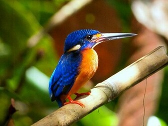 Kingfisher Wallpaper HD Pw