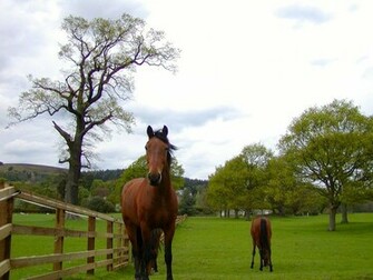 The Wallpaper Background Horse