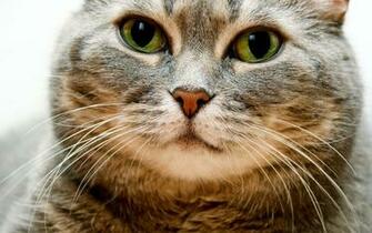 Fat Cat Wallpaper And Image Pictures Photos