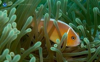 Marine Species Wallpaper