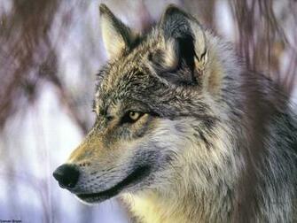 Wallpaper Wolf Grey