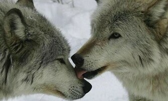 Tags Wolfs Beautiful Wolf Wallpaper