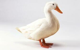 133504d1363930687 Duck Wallpaper Jpg