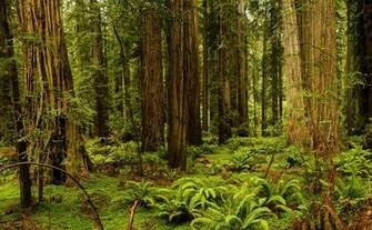 Image California Usa Redwood National And State Parks