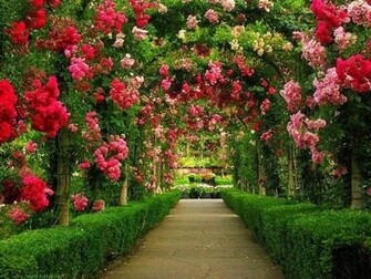 Flowers Pictures Wallpaper Red Roses