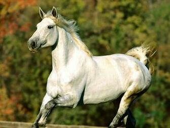 White Horse Wallpaper Computer S