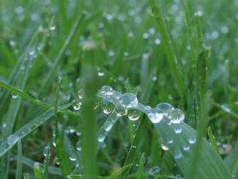 Nature Wallpaper Dew Background Rainy