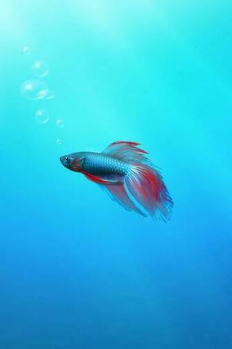 Betta Fish Wallpaper