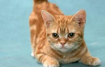 Wallpaper Kitty Play Cats