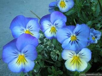 Very Beautiful Flowers Wallpaper Blue Desktop