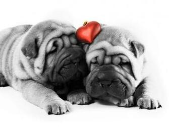 Says Your Pet Can T Be Valentine Or Help You To Find One