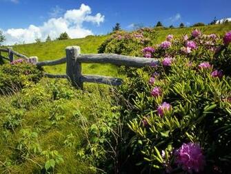 Fields Pink Flowers Wildflowers Wallpaper Nature
