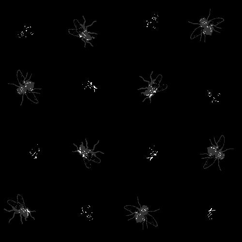 Flies Wallpaper Background