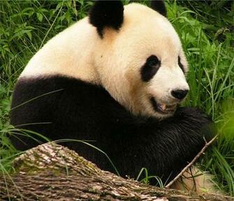 Giant Panda Bear Pictures Wallpaper Of