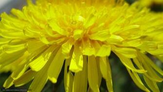 Wallpaper Original Dandelion Flowers Pelauts