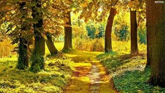 Autumn Forest Wallpaper
