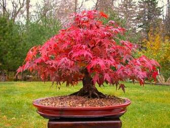 Japanese Maple Wallpaper Desktop