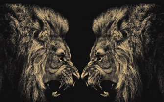 Angry Lion HD Wallpaper