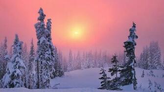 Wallpaper Winter Decline Coniferous Forest