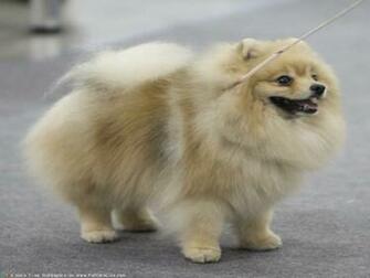 The Pomeranian Dog Desktop Wallpaper Pictures For Pc Mac