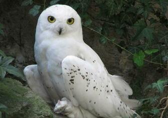 Wallpaper For Snowy Owl Screensavers