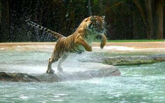 Wallpaper Jumping And Attacking Tiger HD Animals