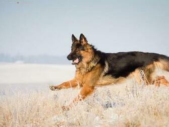 German Shepherd Puppies Wallpaper HD Wide Jpg