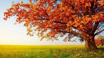 Red Leaves Tree Wallpaper