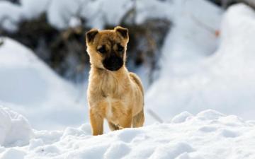 Puppy In The Snow Wallpaper Animal