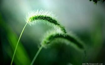 Dog Grass Plant Wallpaper Windows Xp