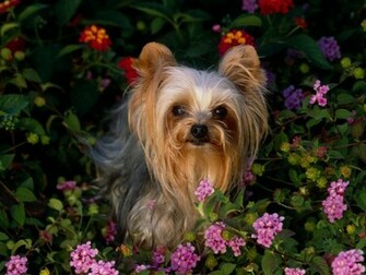 Yorkshire Terrier Dogs Wallpaper