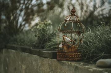 1k Bird Cage Pictures Image