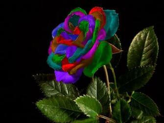 Colorful Rose Wallpaper Best HD Background