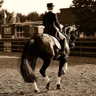 Dressage Grace By Andersstangl