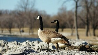 Nature Birds Animals Lakes Geese Wallpaper