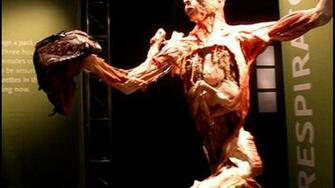 Human Body High Quality And Resolution Wallpaper On