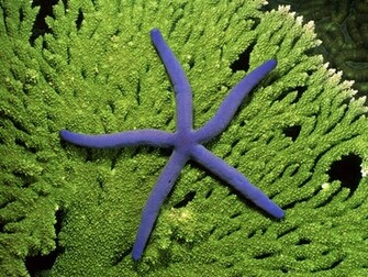 Starfish Wallpaper