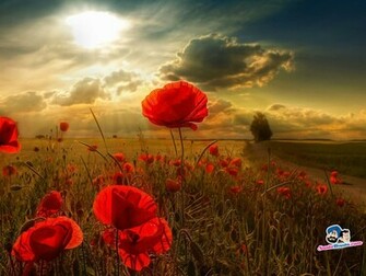 Poppy Wallpaper