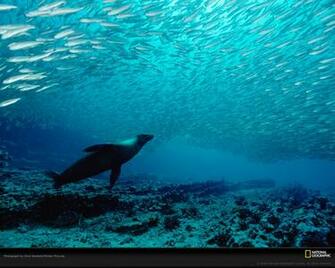 Most Famous National Geographic HD Wallpaper Part
