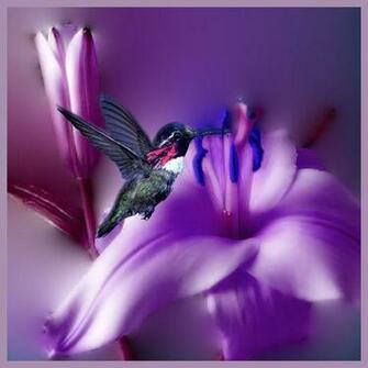 Humming Bird Graphics Code Comments Pictures