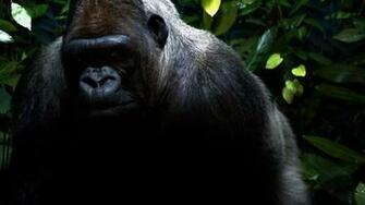 Gorilla Wallpaper