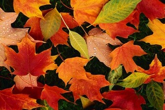 From The Hill Fall Leaves