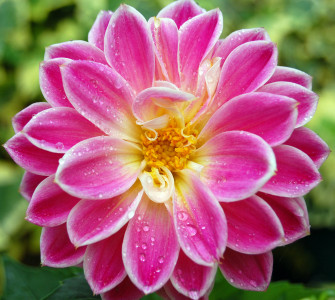 Beautiful Flower Wallpaper For Your Desktop Mobile And Tablet