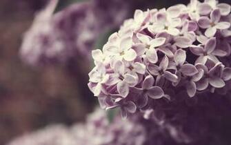 Wallpaper Lilac Twig Flower Flowers Macro Plants Nature Spring